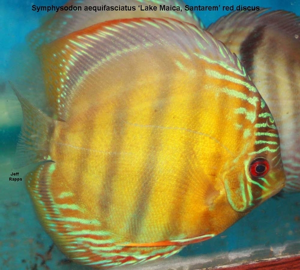 Learn About Symphysodon Discus (Pompadour Fish), fish 