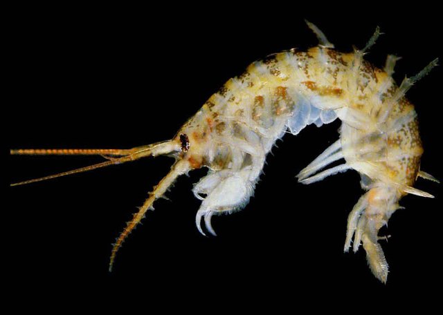 Species Profile Demon Shrimp