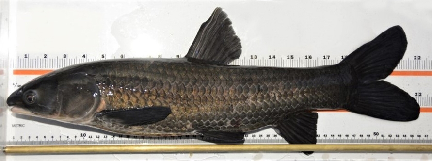 Black Carp (Mylopharyngodon piceus) - Species Profile