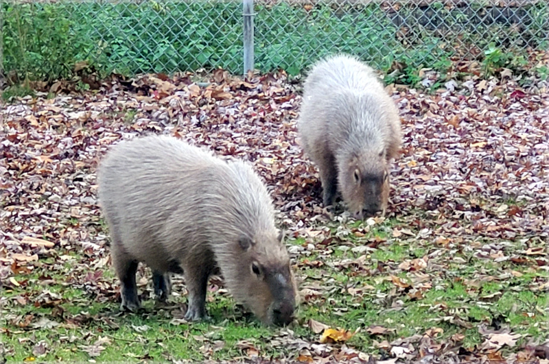 Capybara - Hydrochoerus Hydrochaeris  Salisbury Maryland Zoo FREE  Admission Park