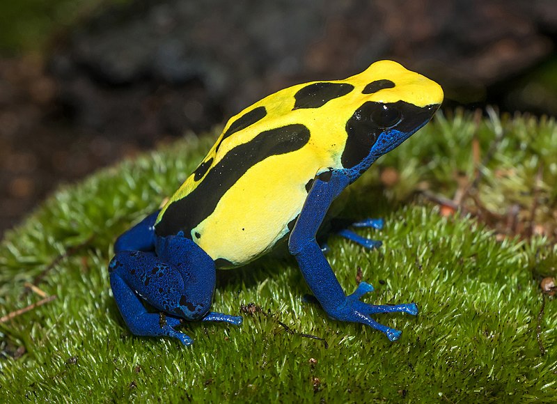 Dyeing Poison Dart Frog, Blue Poison Dart Frog (Dendrobates