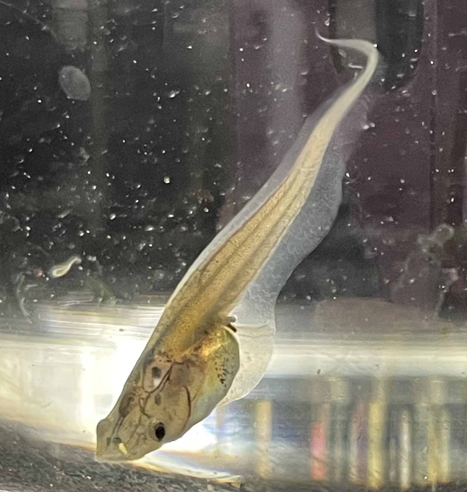 Tropical clawed frog tadpole in a glass container