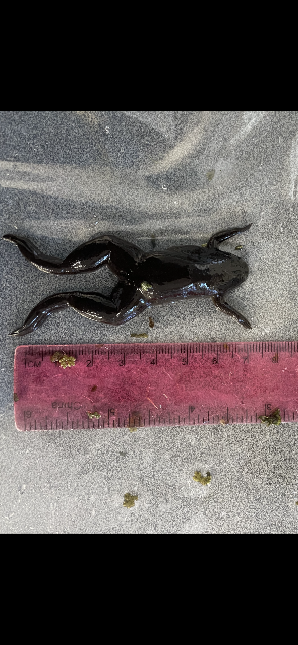 Adult tropical clawed frog next to a ruler