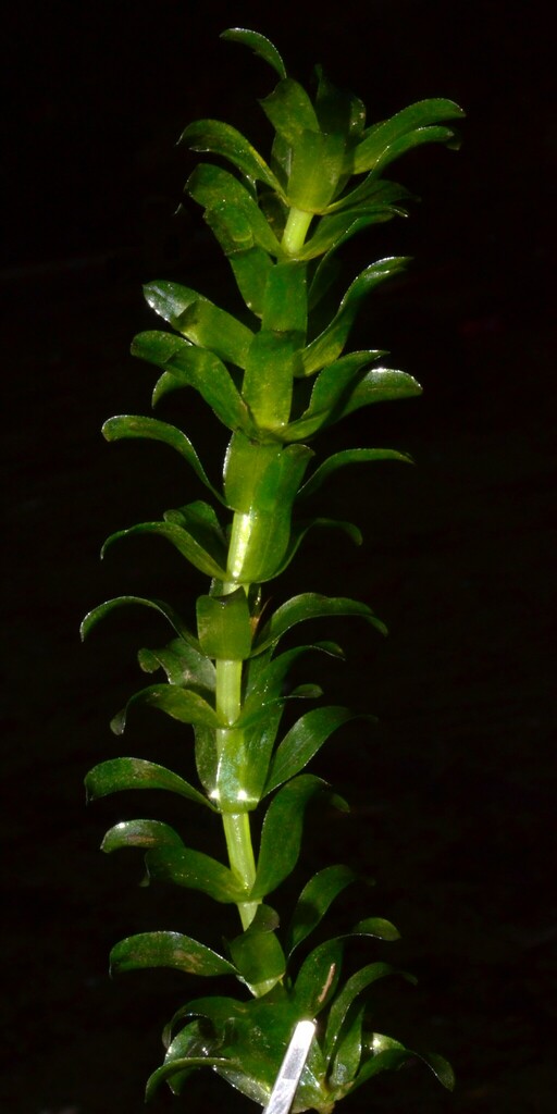 Brazilian waterweed (Egeria densa) - Species Profile