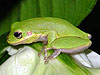 amphibian picture - click to go to the Amphibian page