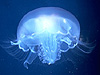 coelenterate picture - click to go to the Coelenterate page