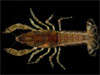 crustacean picture - click to go to the Crustacean page