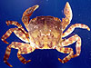crustacean picture - click to go to the Crustacean page