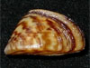 mollusk picture - click to go to the Mollusk page