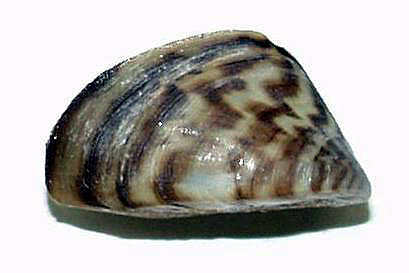 zebra mussel picture