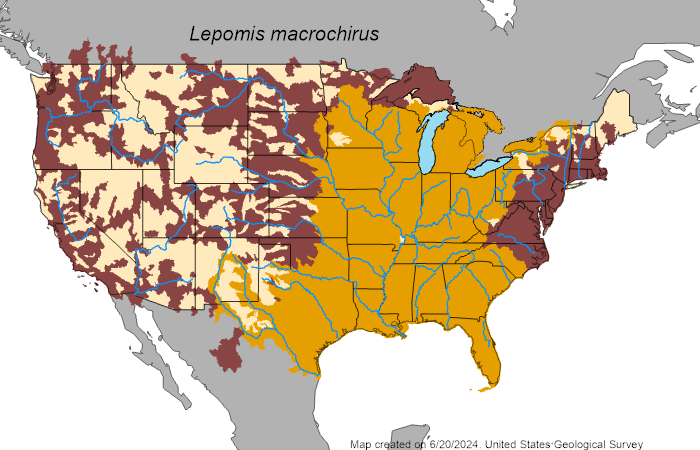 Bluegill (Lepomis macrochirus) - Species Profile