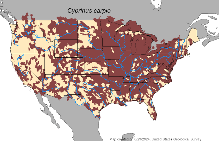 Common Carp Cyprinus Carpio Species Profile