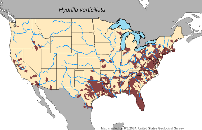 hydrilla verticillata map