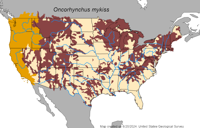 Rainbow Trout (Oncorhynchus mykiss) - Species Profile