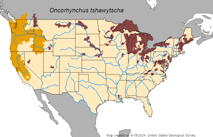 Chinook Salmon (Oncorhynchus tshawytscha) - Species Profile