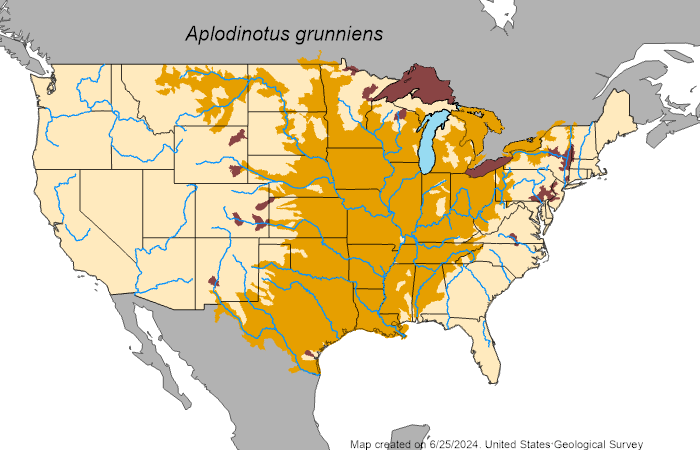 Freshwater Drum (Aplodinotus grunniens) - Species Profile